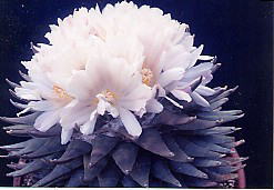 cactus_ariocarpus_iwabotan