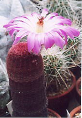 cactus_echinocereus_akaitaiyou