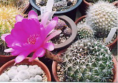 cactus_echinopsis_cardenasiana