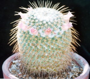 cactus_mammillaria_dixanthocentron