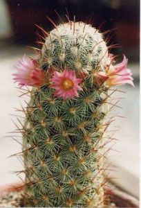 cactus_mammillaria_pinknymph
