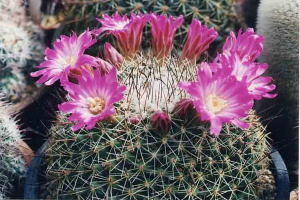 cactus_mammillaria_rubrograndis
