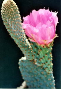cactus_opuntia_basilaris
