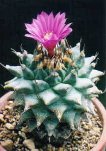 cactus_turbinicarpus_aronsoi